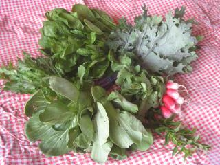 early season CSA veggies, lida farm CSA, pelican rapids CSA