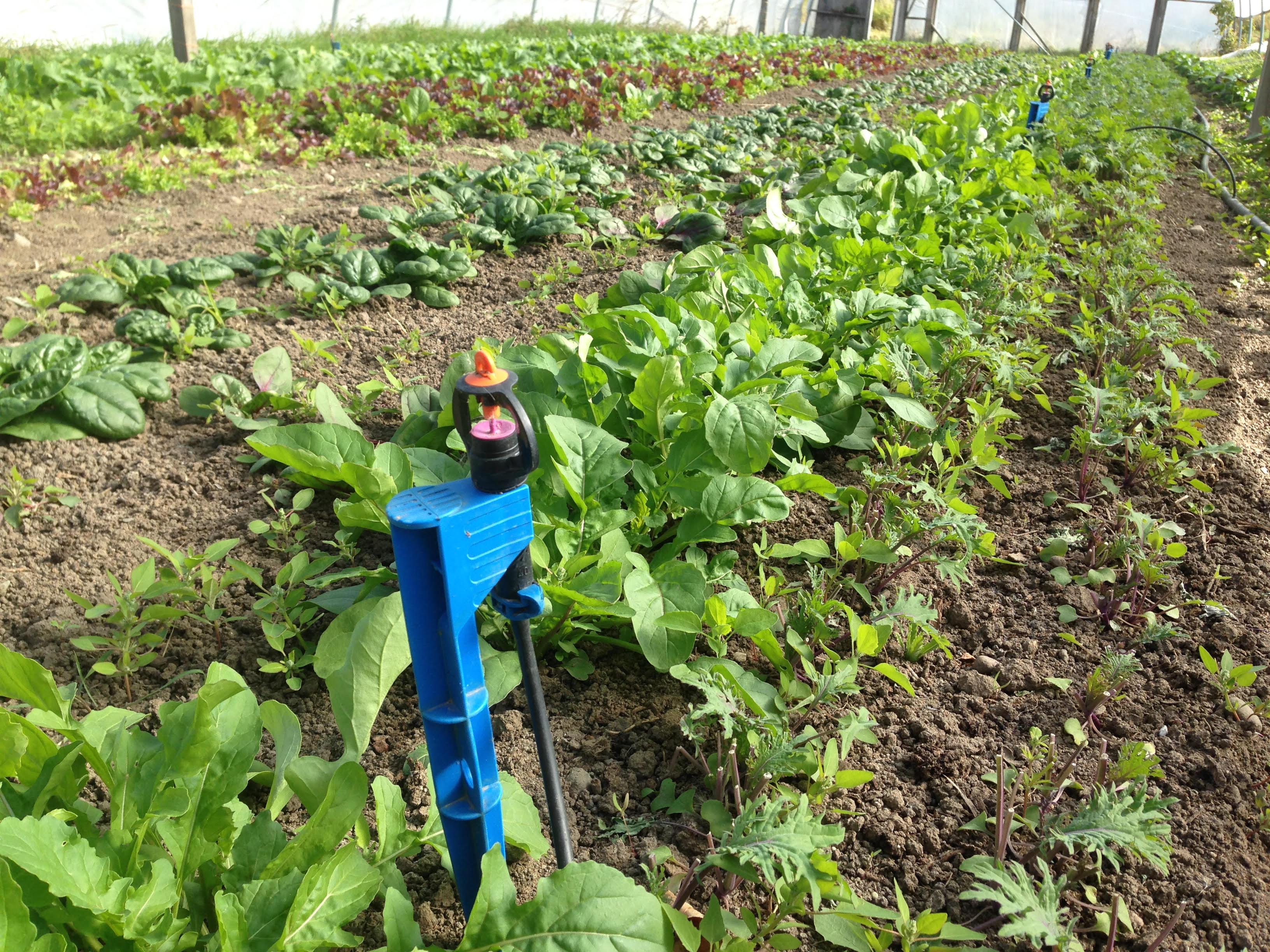 High Tunnel Sprinkler