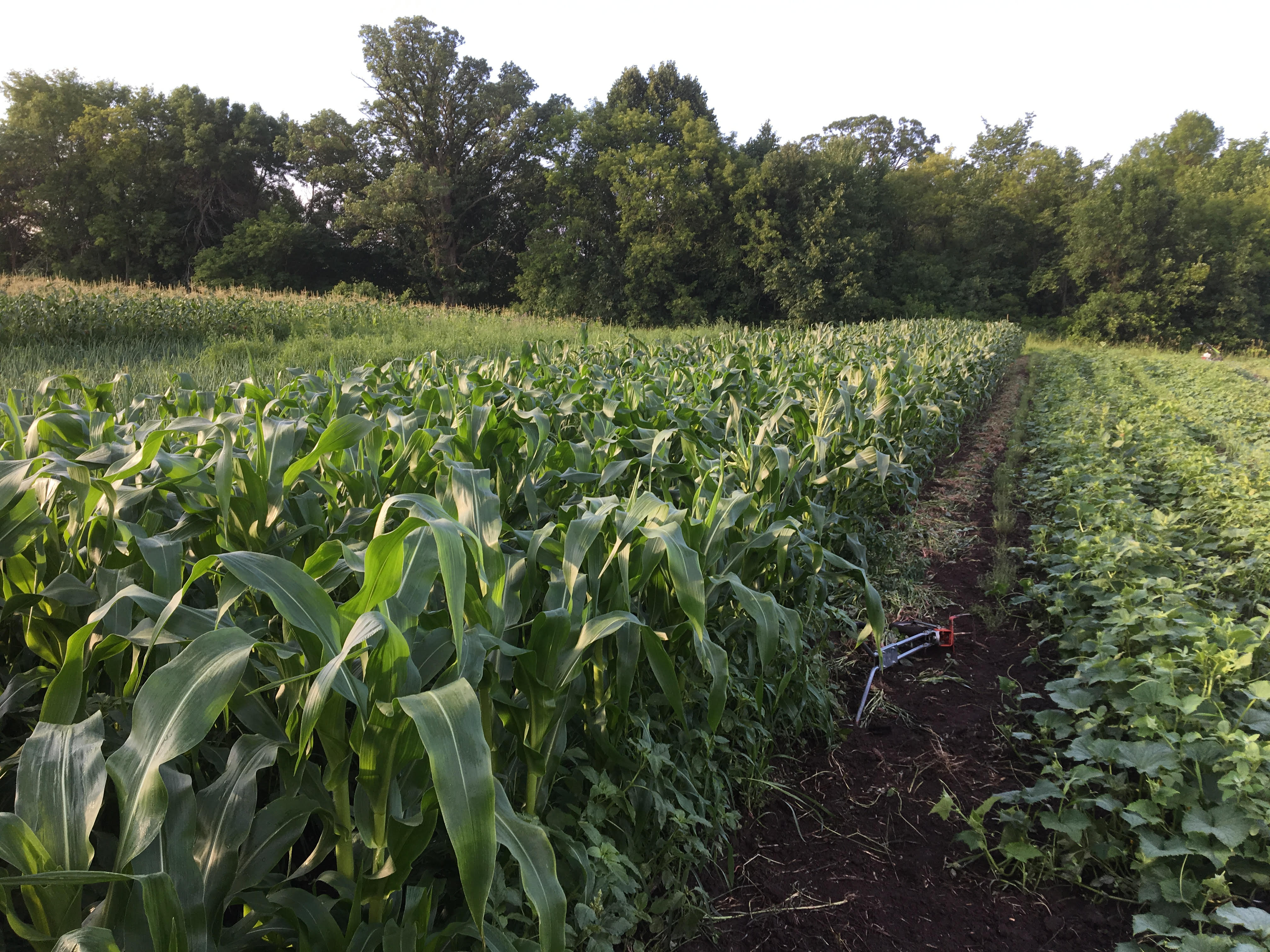 wheel hoe by corn.jpg