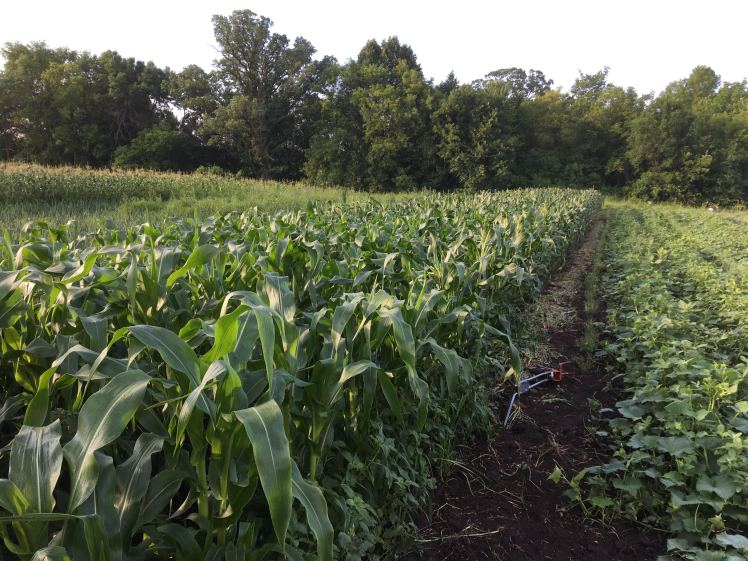 wheel hoe by corn.jpg