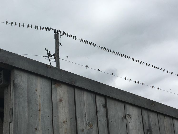 birds on a wire