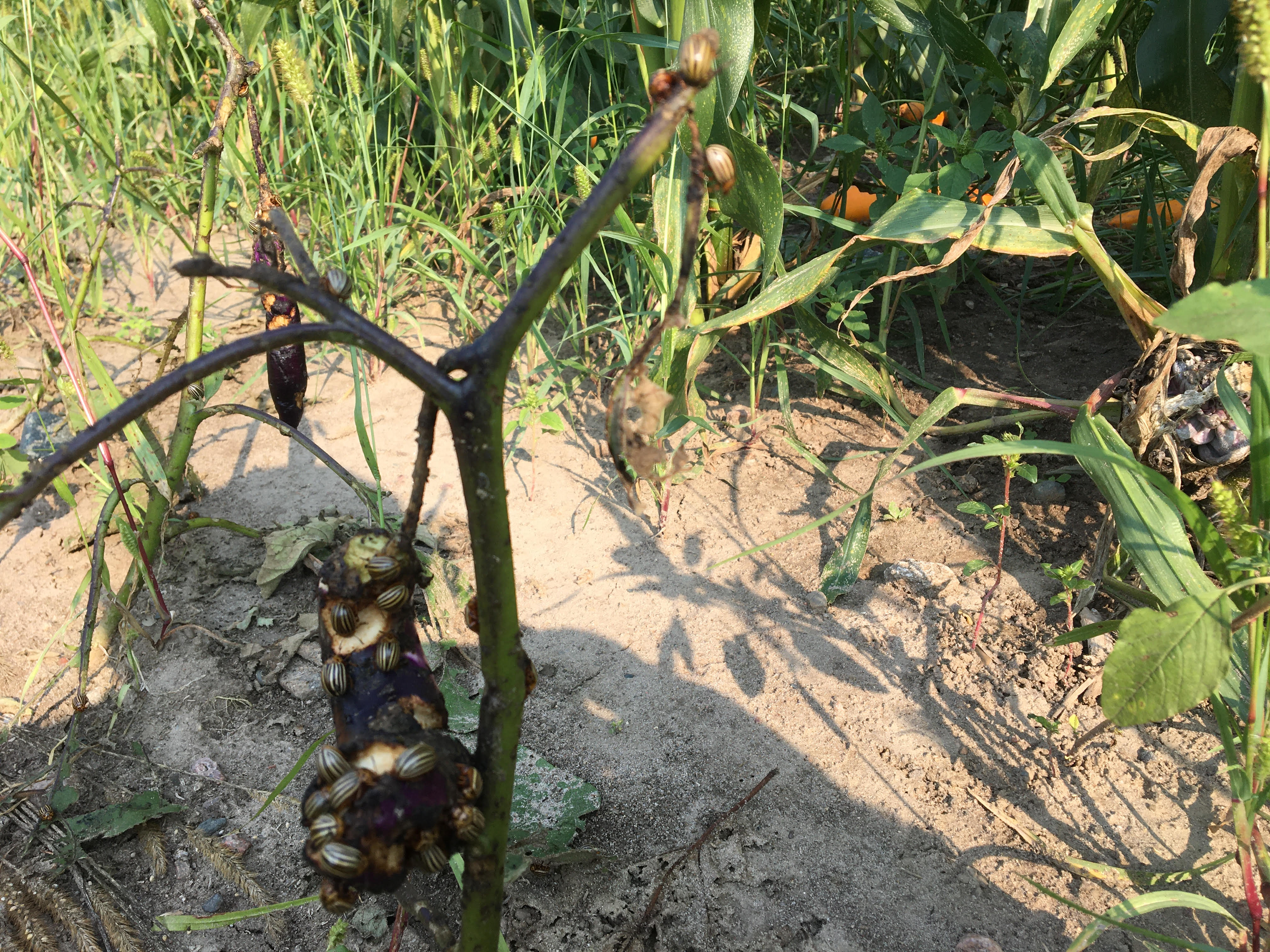 potato bugs on eggplant